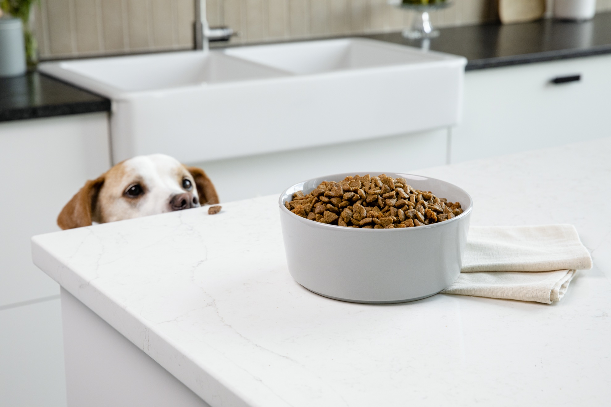 dog peeking at dog bowl full of food on kitchen counter