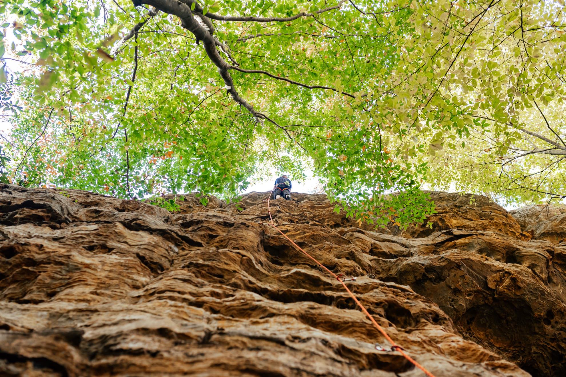 photo looking up at climber on wall framed by tree in fall in red river gorge kentucky